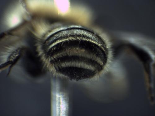 Osmia caerulescens
